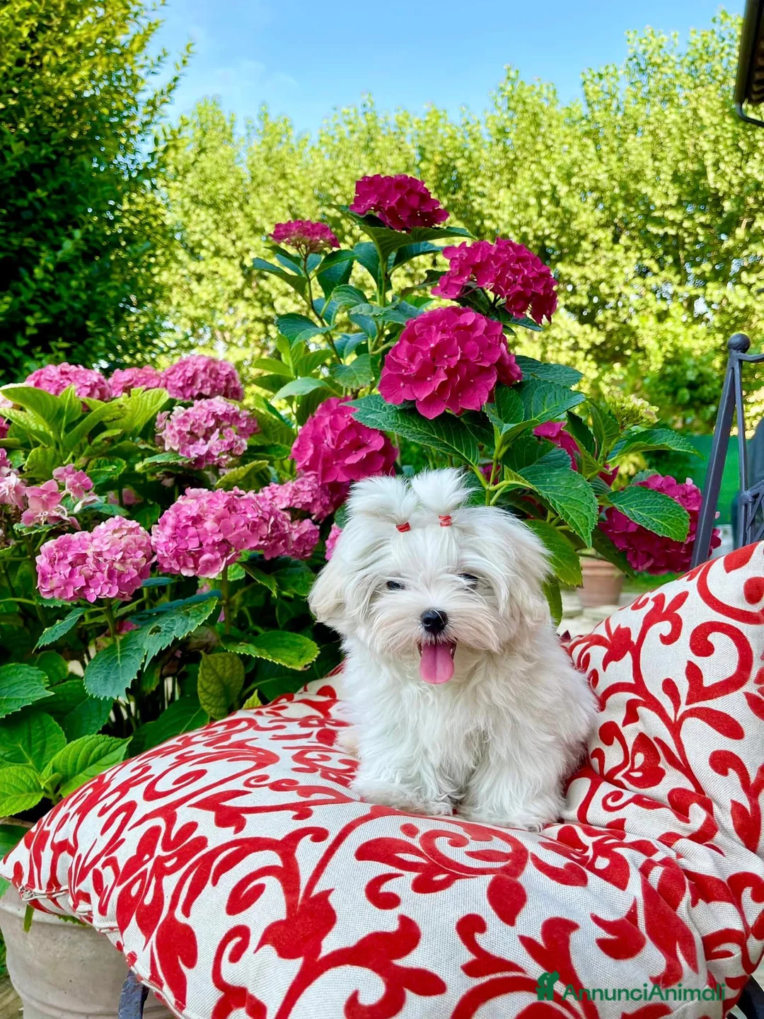 Maltese cani in vendita: Meravigliosi Cuccioli Maltesi mini a Provincia di Modena - Annuncio 3