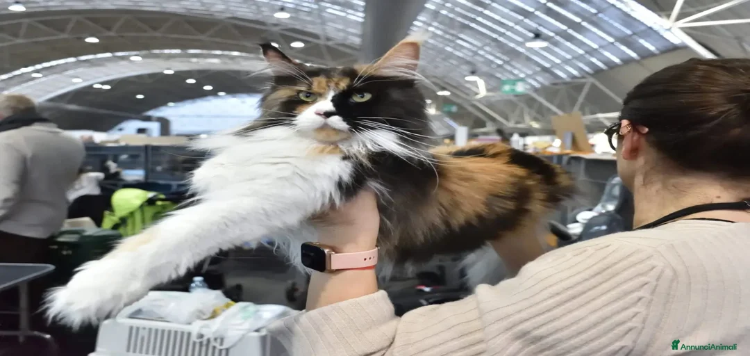 Immagine della galleria {{count}}