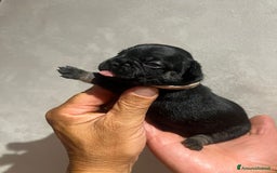 Altre razze gatti in vendita: Bulldog francese cuccioli a Città metropolitana di Milano - Immagine 5