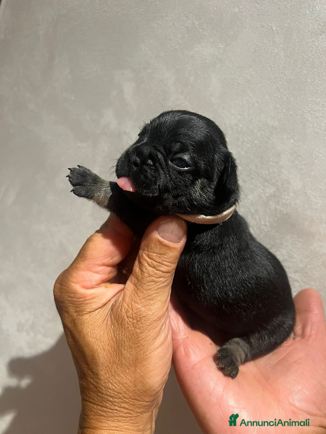 Altre razze gatti in vendita: Bulldog francese cuccioli a Città metropolitana di Milano - Immagine 5