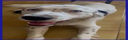 Meticcio cani in regalo: ACHILLE GIOVANE CAGNOLINO DAGLI OCCHI AZZURRI - Annuncio 3