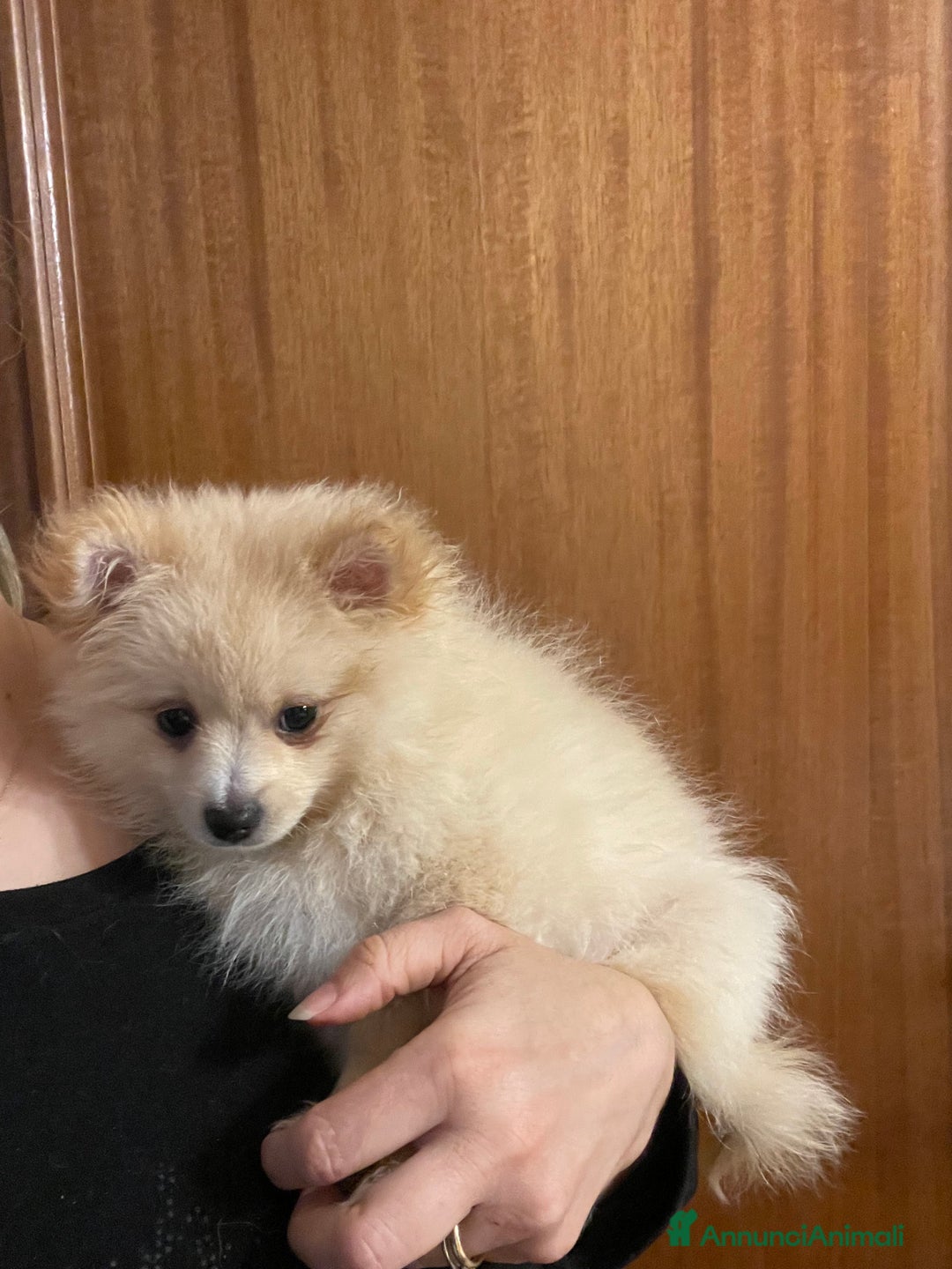 Volpino Pomerania cani in vendita: Volpino Pomerania  - Annuncio 2