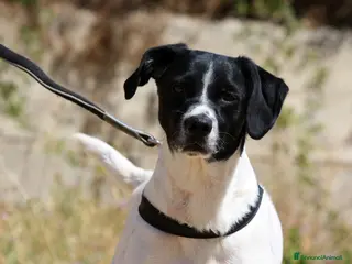 Meticcio cani Pedro in adozione - Annuncio 3