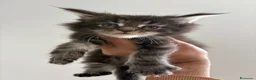 Maine Coon gatti in vendita: Maine Coon  a Provincia di Ascoli Piceno - Annuncio 3