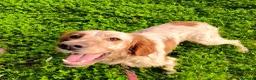 Setter Inglese cani in regalo: Bijou cerca casa 🏡 - Annuncio 3