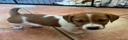 Jack Russell cani in vendita: 7 stupendi cuccioli di Jack Russell a Provincia della Spezia - Annuncio 5