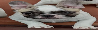 Bulldog Francese 1