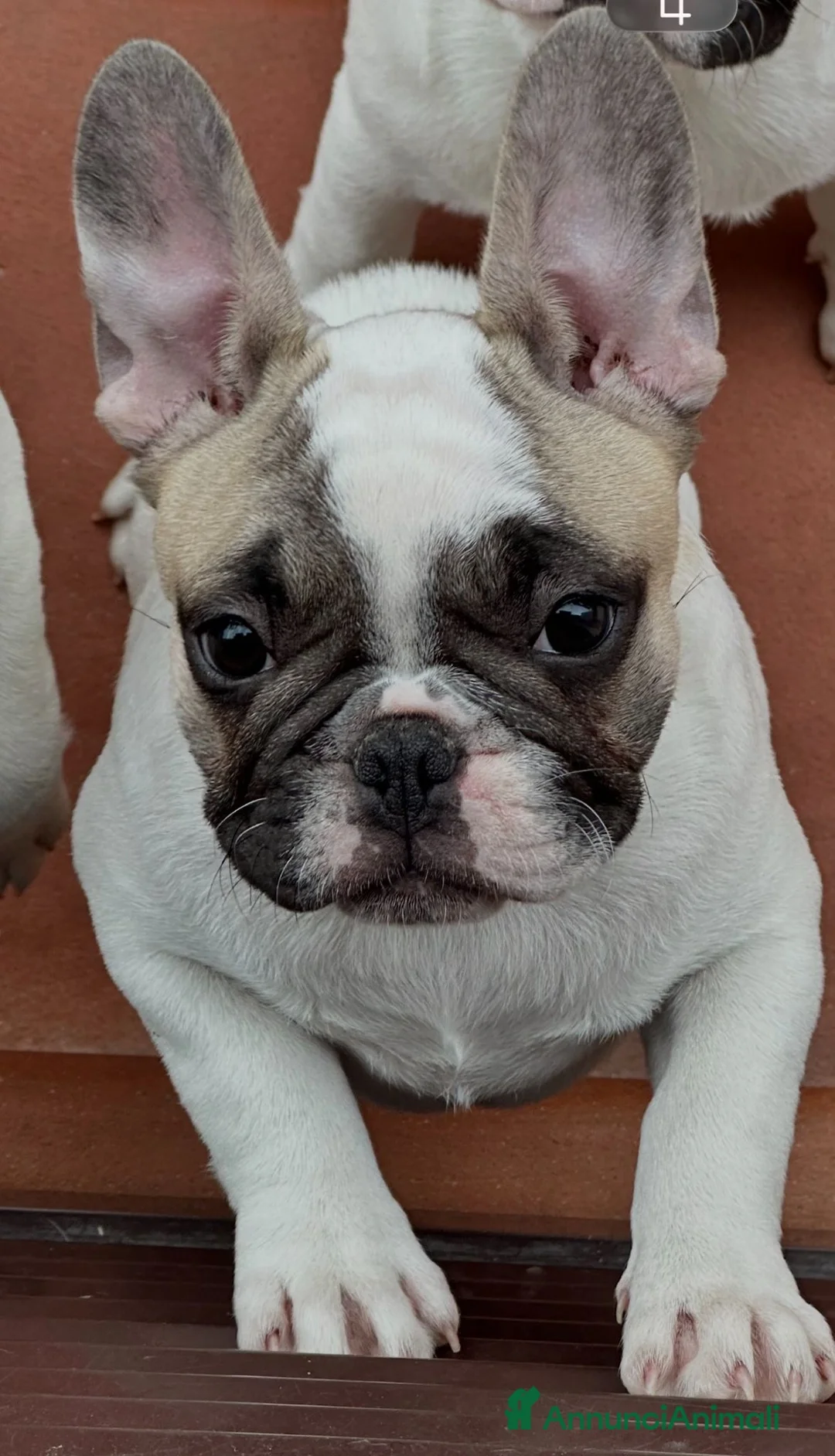 Bulldog Francese cani in vendita: Femmine di bouledogue francese - Annuncio 6