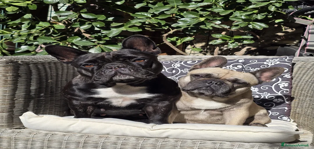 Immagine della galleria {{count}}