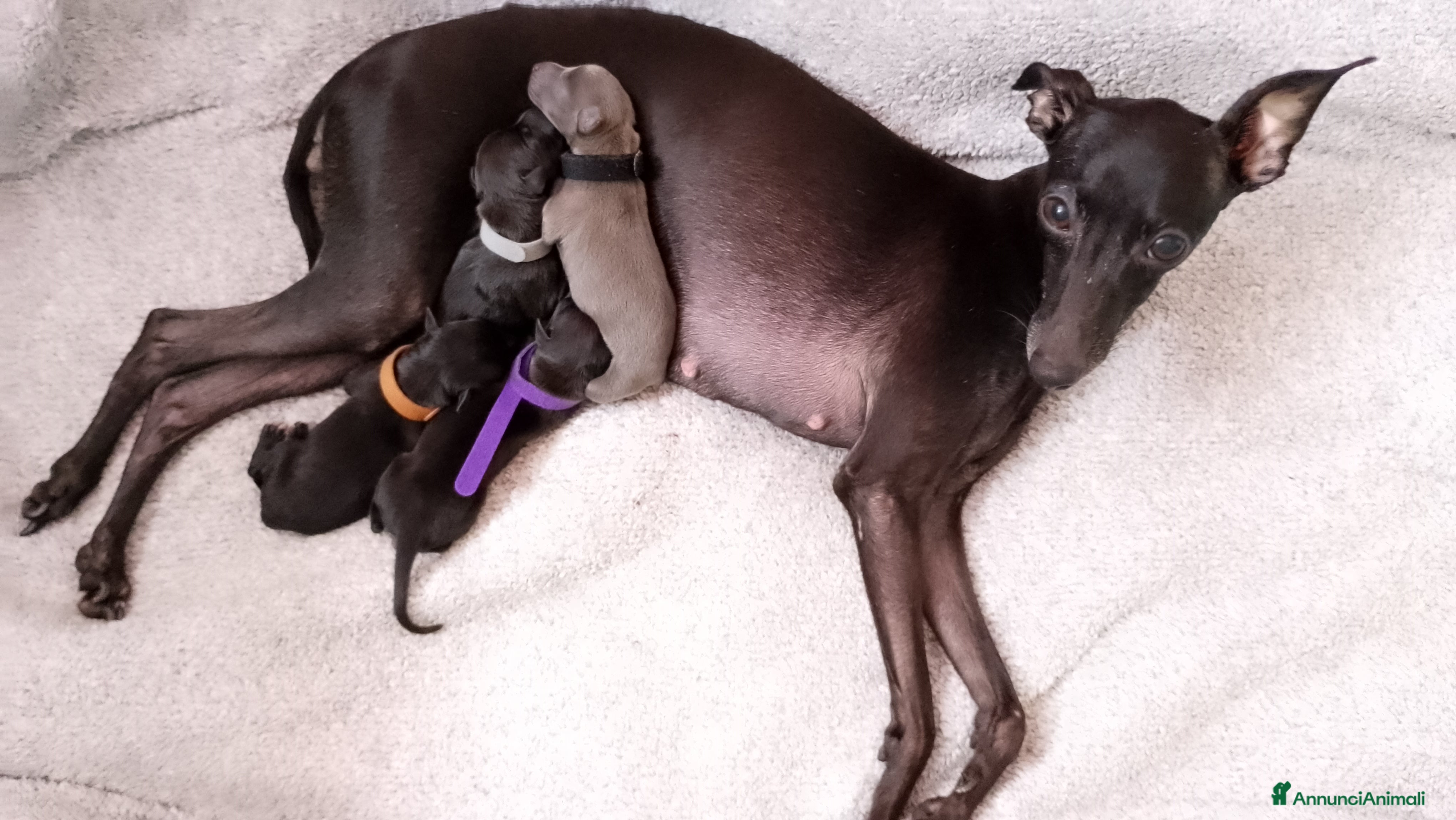 Levriero cani Cuccioli di Piccolo Levriero Italiano - Annuncio 1