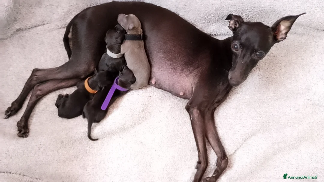 Levriero cani in vendita: Cuccioli di Piccolo Levriero Italiano - Annuncio 1