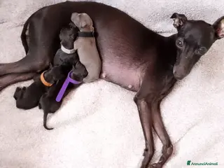 Levriero cani Cuccioli di Piccolo Levriero Italiano - Annuncio 1