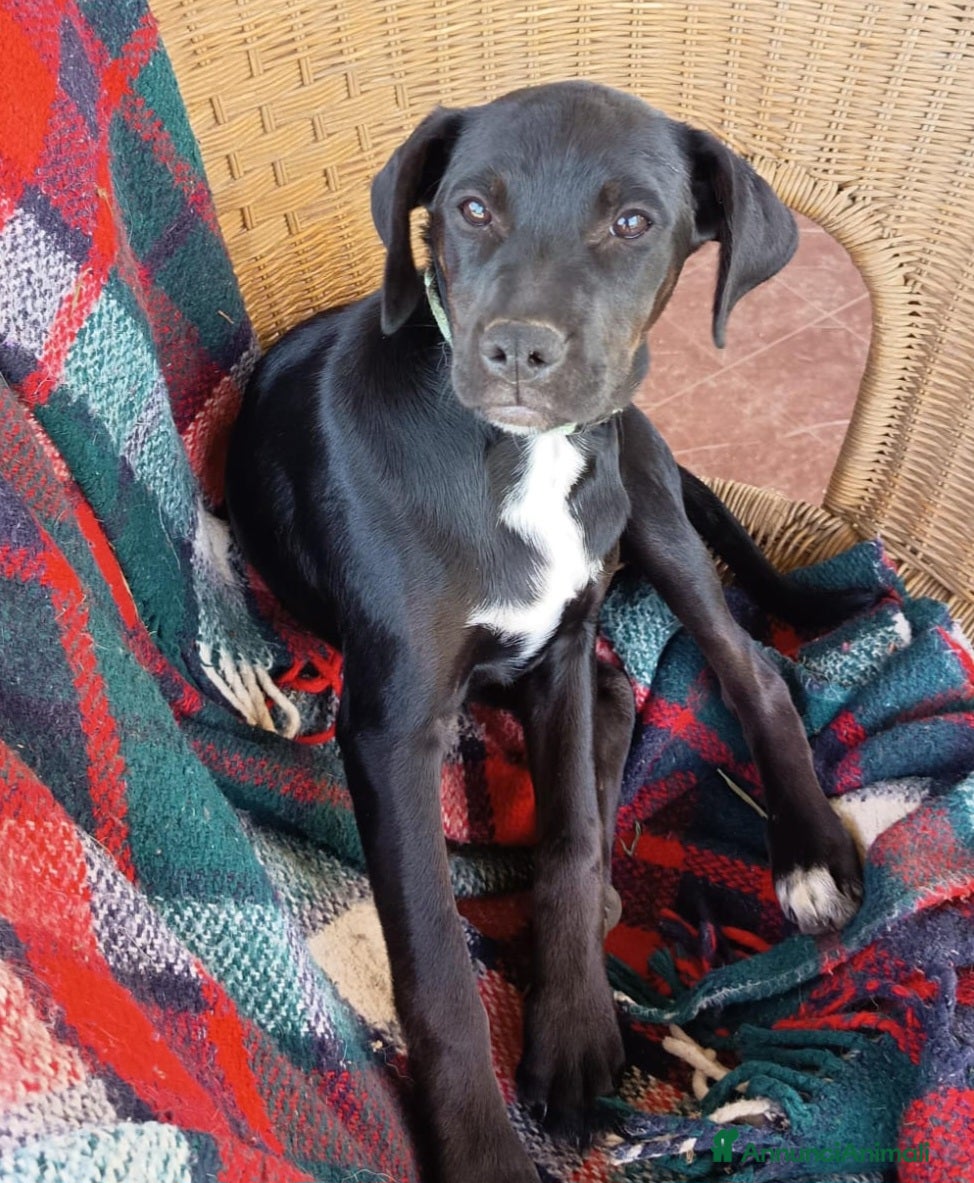 Meticcio cani EVA ASPETTA UNA MAMMA  - Annuncio 3
