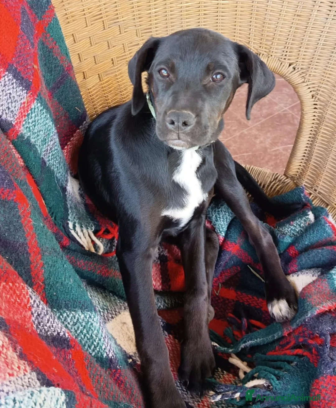 Meticcio cani in regalo: EVA ASPETTA UNA MAMMA  a Città metropolitana di Milano - Annuncio 1