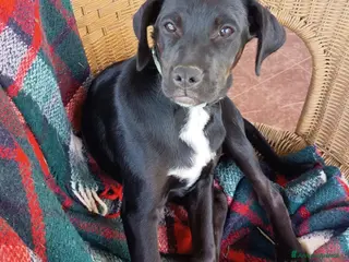 Meticcio cani EVA ASPETTA UNA MAMMA - Annuncio 3