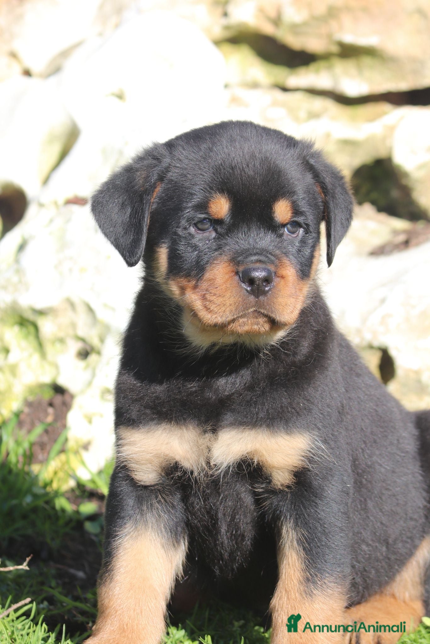 Rottweiler cani ROTTWEILER MASCHIO DISPONIBILE - Annuncio 1