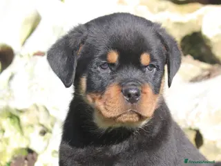 Rottweiler cani ROTTWEILER MASCHIO DISPONIBILE - Annuncio 5