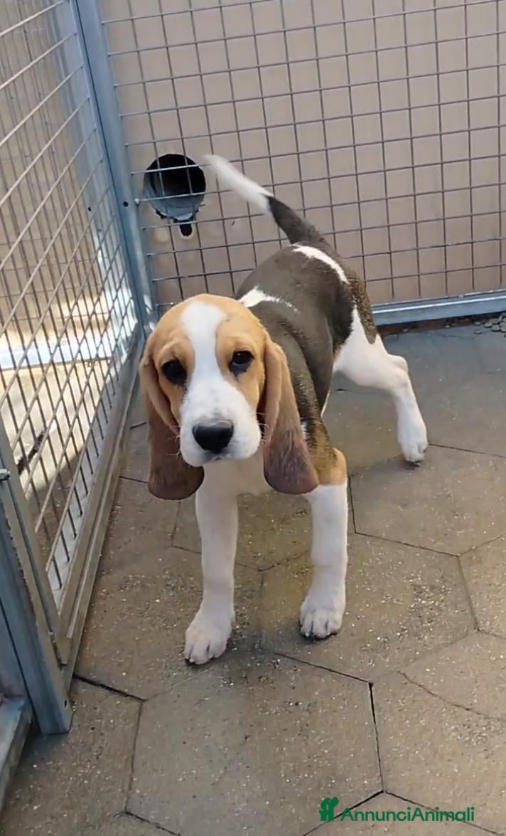 Beagle cani Cuccioli di beagle taglia piccola - Annuncio 1