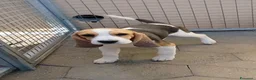 Beagle cani in regalo: Cuccioli di beagle taglia piccola - Annuncio 1