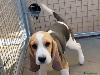 Beagle cani Cuccioli di beagle - Annuncio 2