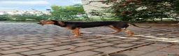 Segugio cani in regalo: Cane segugio  - Annuncio 6