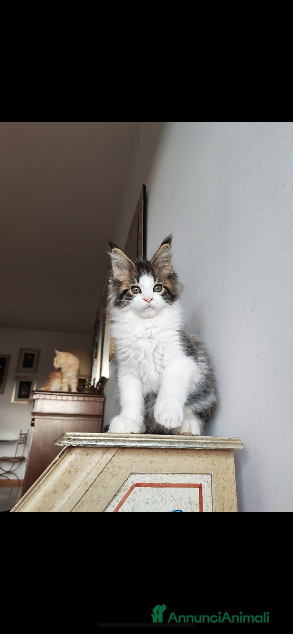 Maine Coon gatti 2 MERAVIGLIOSI CUCCIOLI DI MAINE COON - Annuncio 4