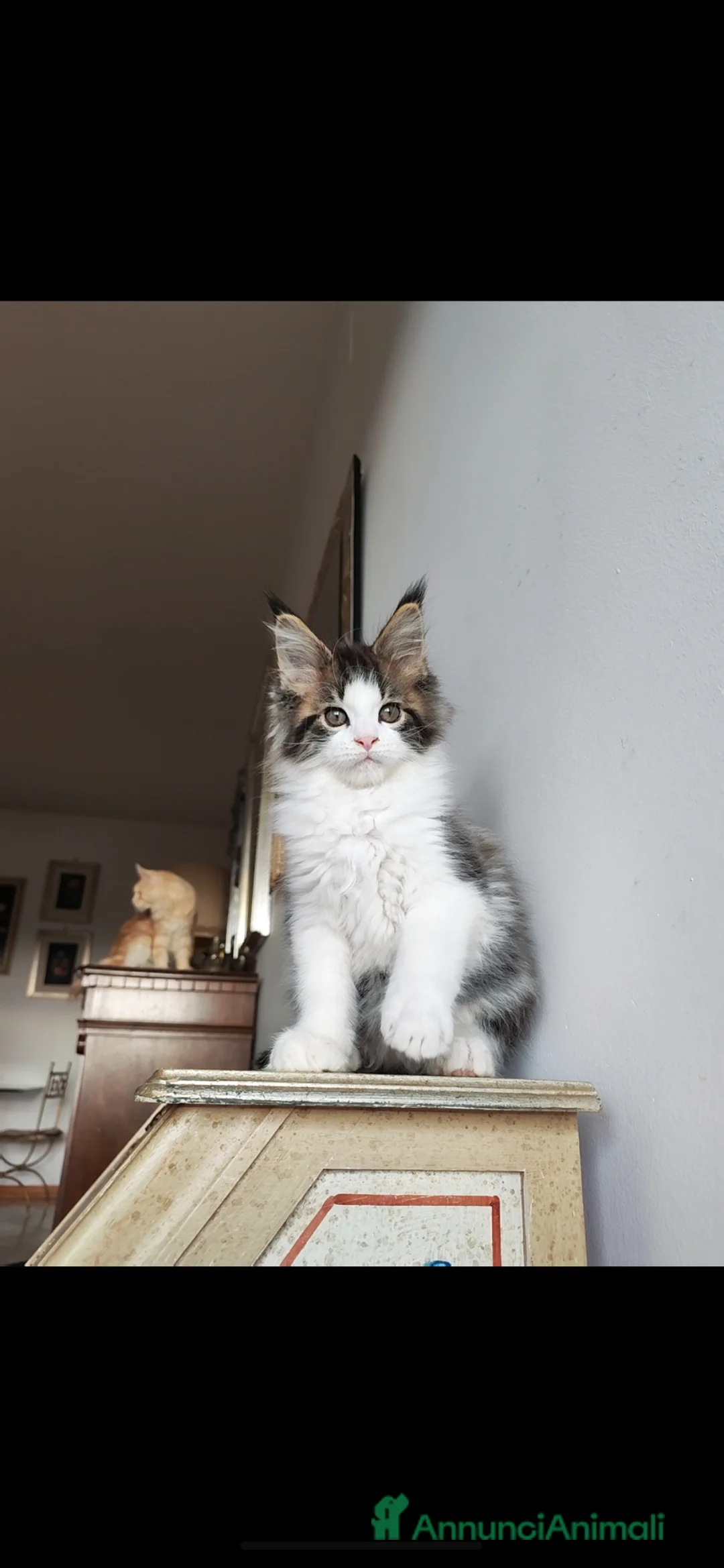 Maine Coon gatti in vendita: 2 MERAVIGLIOSI CUCCIOLI DI MAINE COON - Annuncio 1