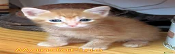 Europeo gatti in regalo: 🍊 MANDARINO CERCA CASA 🍊 - Annuncio 3