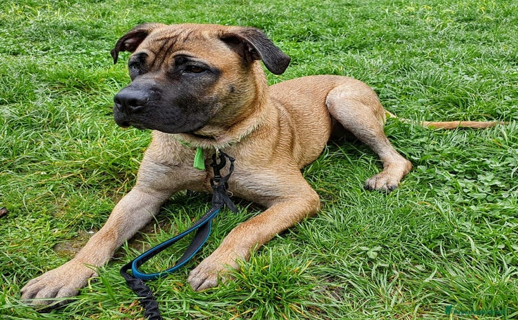 Cane Corso cani a Città Metropolitana di Genova - Annuncio 1