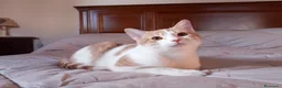 Europeo gatti in regalo: Milo bel gatto maschio a Provincia di Pistoia - Annuncio 4