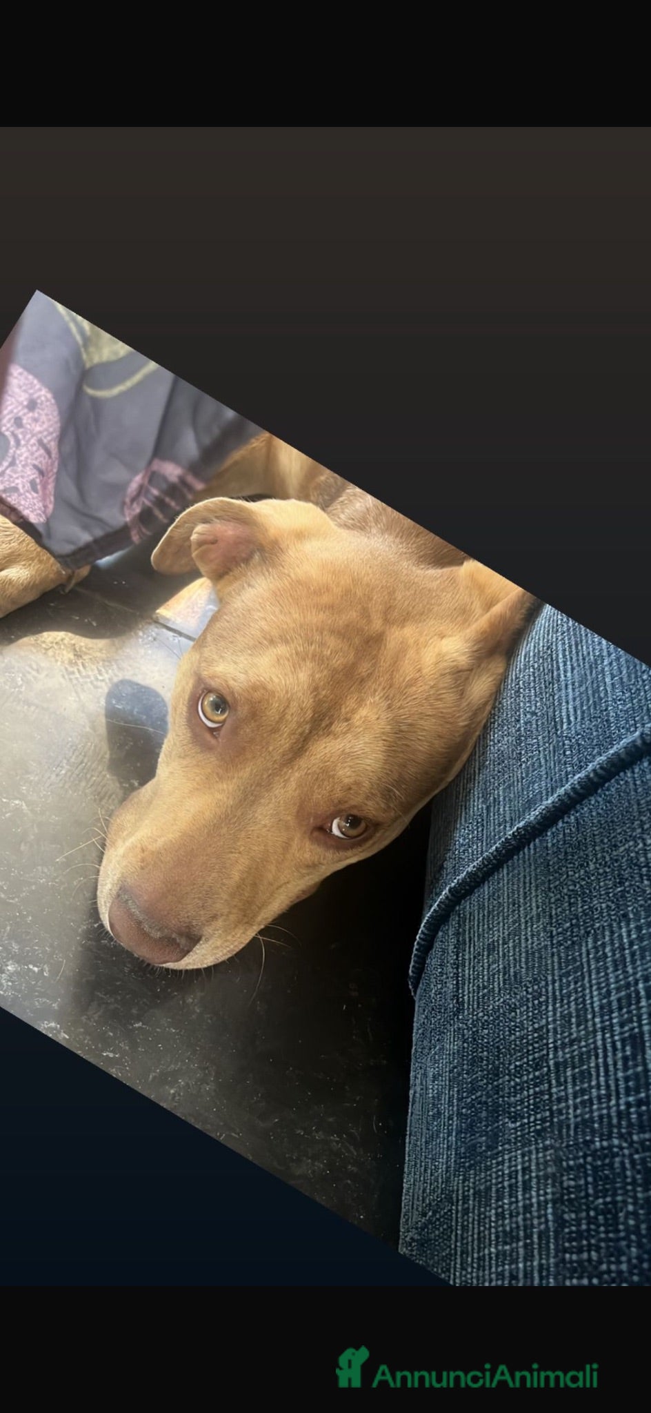 Meticcio cani Mix pitbul cerca casa  - Annuncio 20