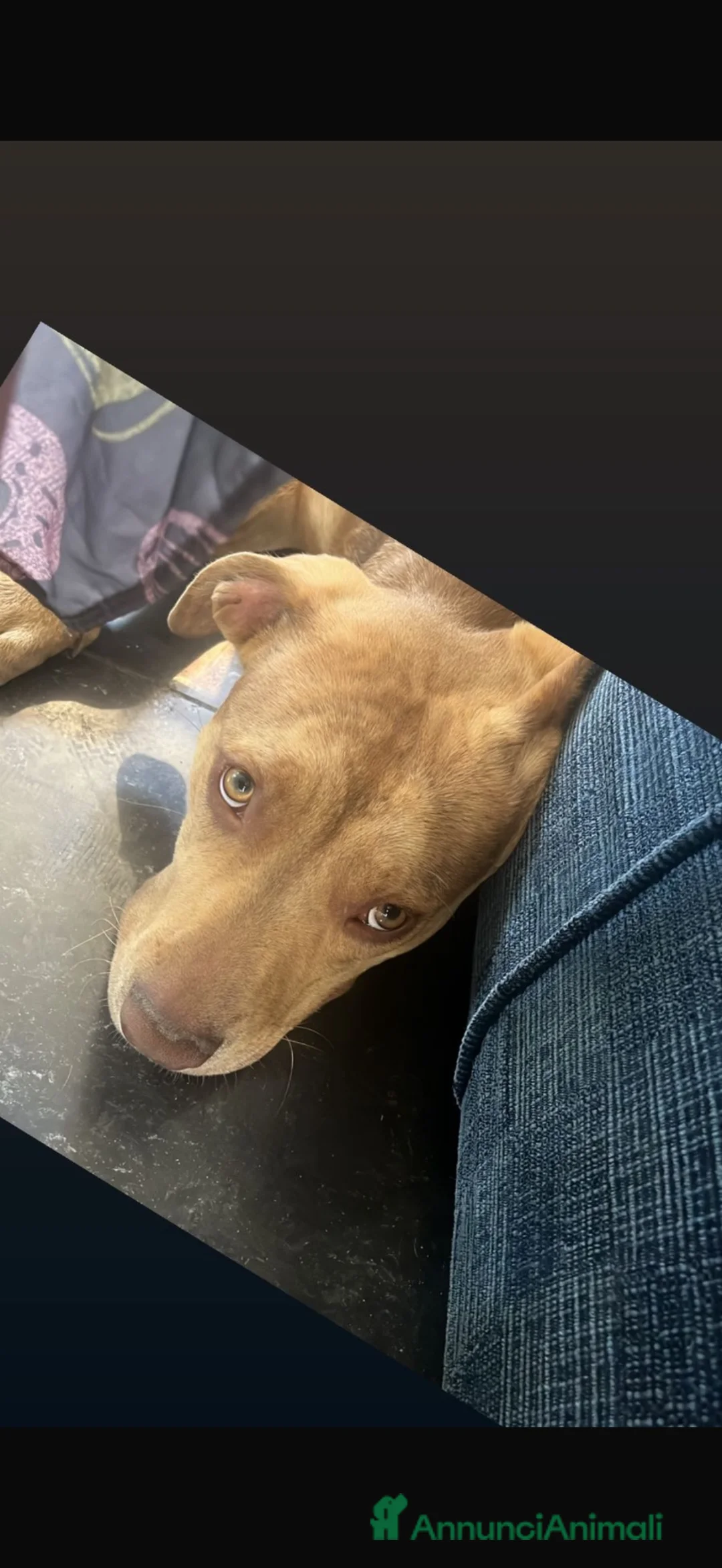 Meticcio cani in regalo: Mix pitbul cerca casa  a Provincia di Modena - Annuncio 1