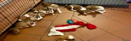 Basenji cani in vendita: Cuccioli di Basenji, disponibili da fine settembre - Annuncio 3