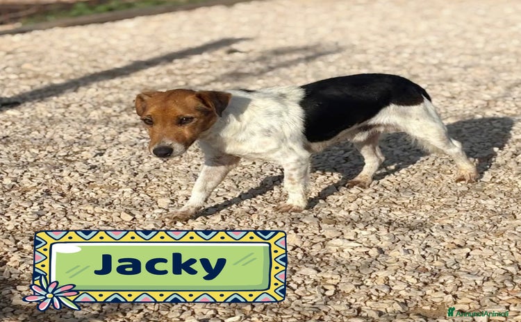 Jack Russell cani Jacky - jack russell puro 3 anni in adozione  - Annuncio 1