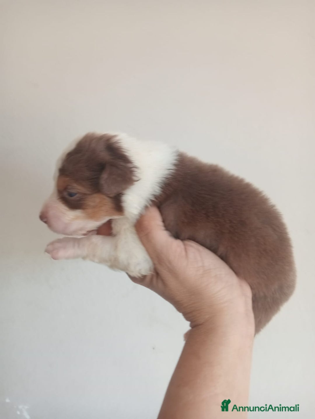 Australian Shepherd cani in vendita: Cuccioli di pastore australiano a Provincia di Ferrara - Immagine 7