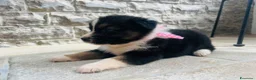 Australian Shepherd cani in vendita: cuccioli pastore australiano - Annuncio 7