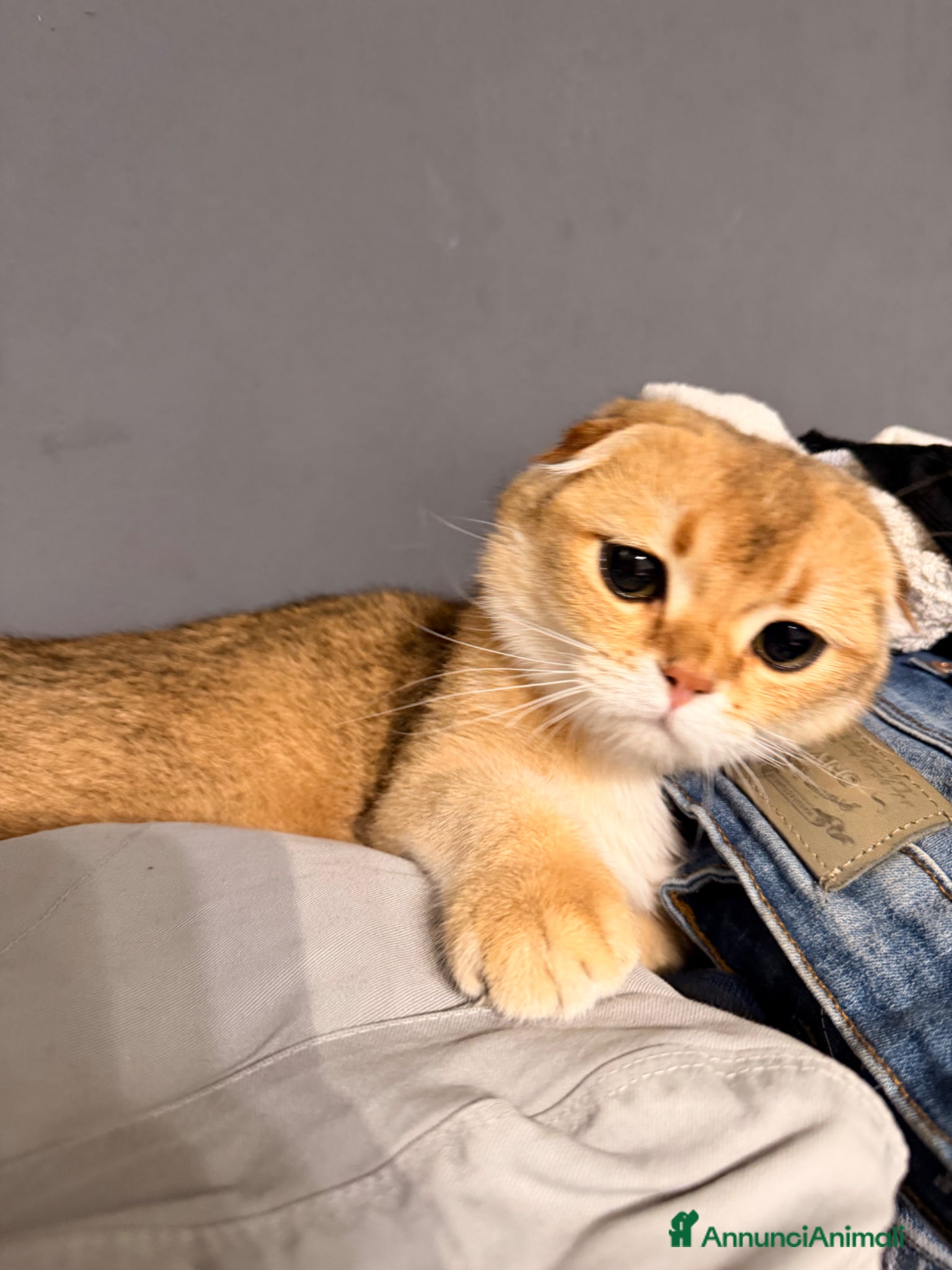 British gatti SCOTTISH FOLD - Annuncio 11