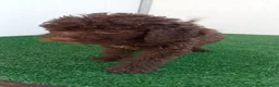 Lagotto cani in vendita: Lagotto Romagnolo  - Annuncio 14