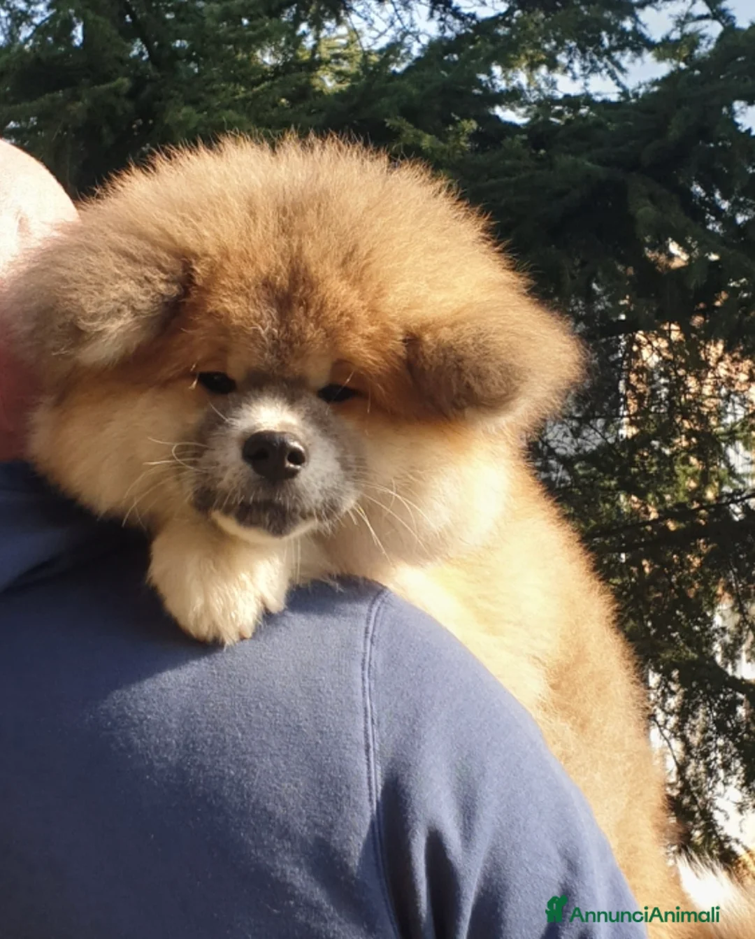 Akita Inu cani in vendita: Cuccioli Akita Inu pelo lungo  - Annuncio 1