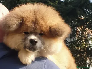 Akita Inu cani Cuccioli Akita Inu pelo lungo - Annuncio 1