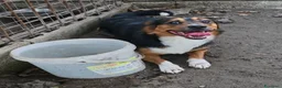 Meticcio cani in regalo: jack cucciolo tenerissimo - Annuncio 4