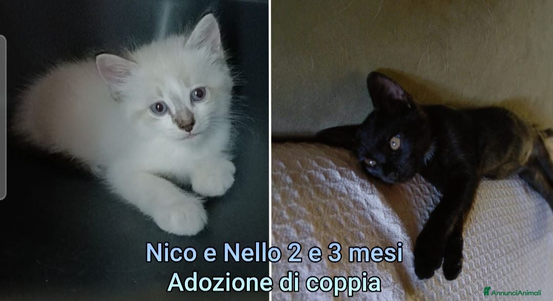 Europeo gatti GATTINI: SIAMO AL COLLASSO - Annuncio 9
