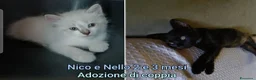 Europeo gatti in regalo: GATTINI: SIAMO AL COLLASSO a Città Metropolitana di Firenze - Annuncio 1