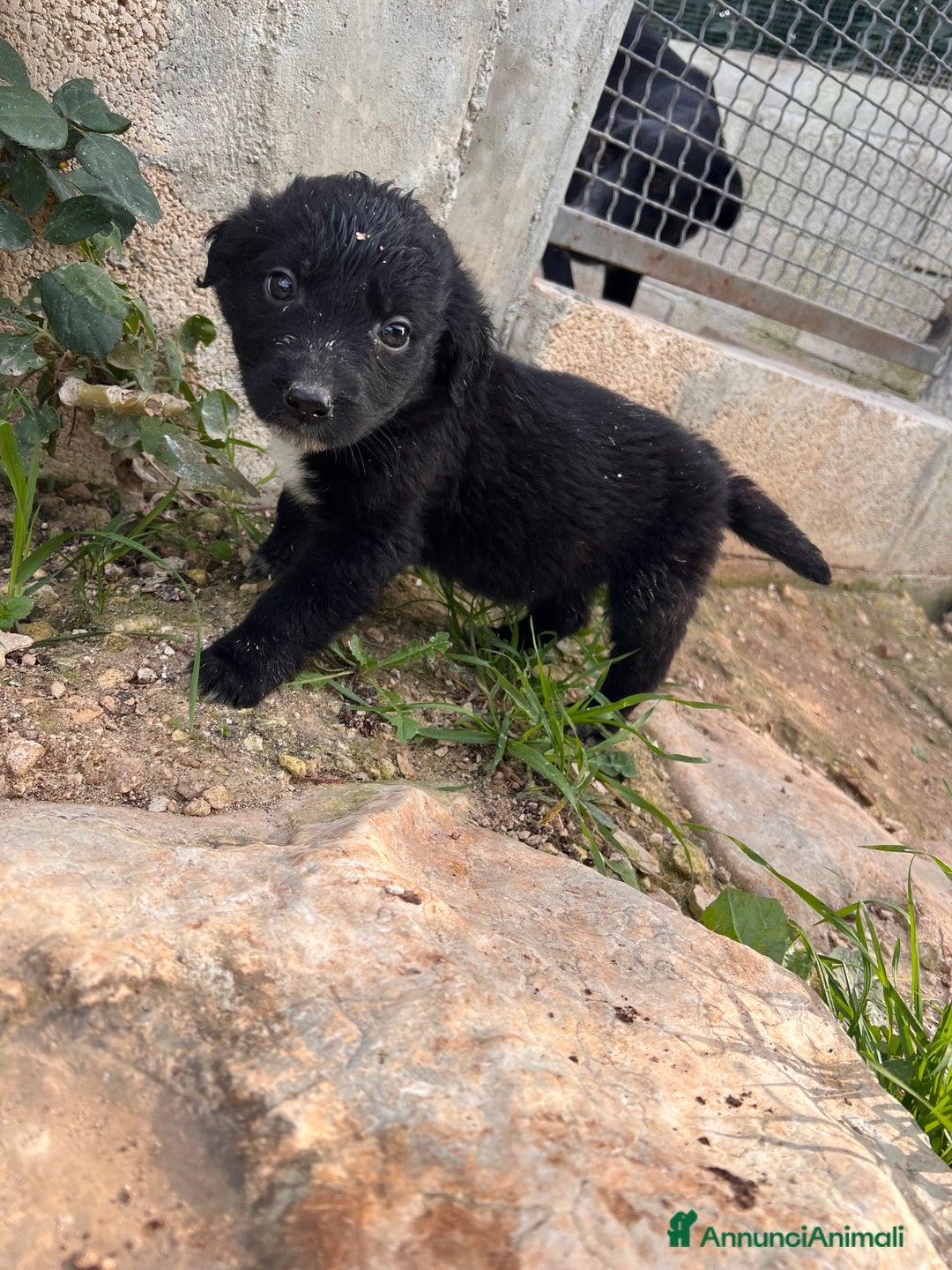Meticcio cani in regalo: IN REGALO!!!!! - Annuncio 6