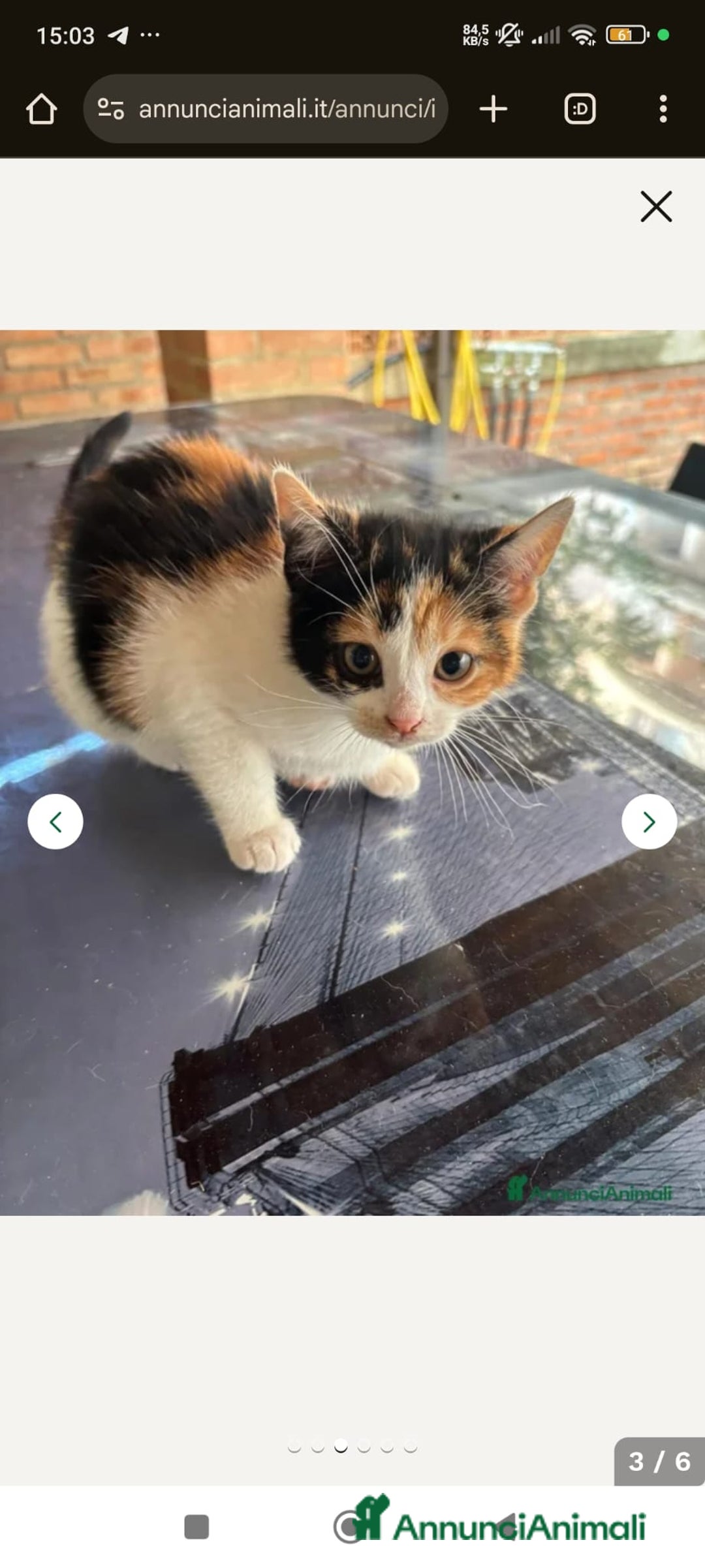 Europeo gatti in regalo: Regalo gattini nati in casa - Annuncio 1