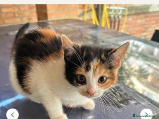 Europeo gatti Regalo gattini nati in casa - Annuncio 1