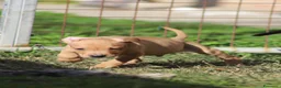 Pitbull cani in vendita: Cuccioli Pit Bull con Pedigree anche a rate - Annuncio 23