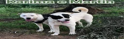 Meticcio cani in regalo: 1anno mix molossini buoni crescono in recinto.SUD - Annuncio 1