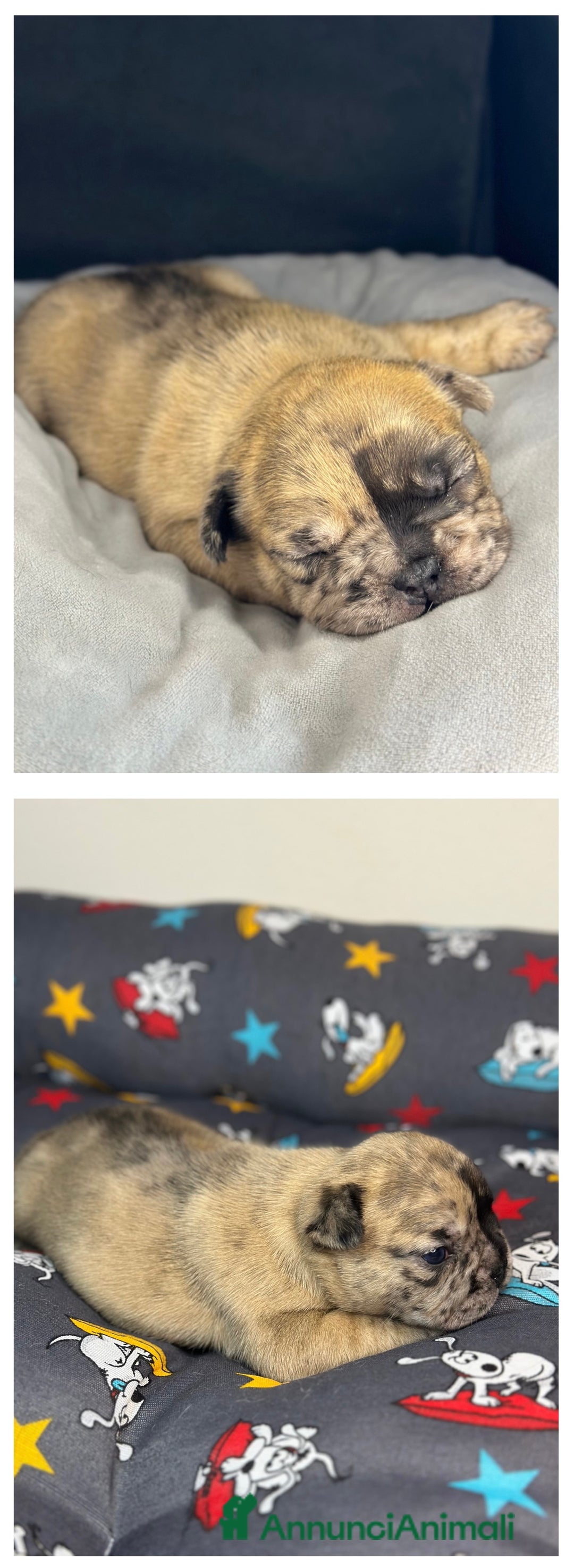 Bulldog Francese cani in vendita: Cuccioli Fluffy di Bulldog Francese - Annuncio 3