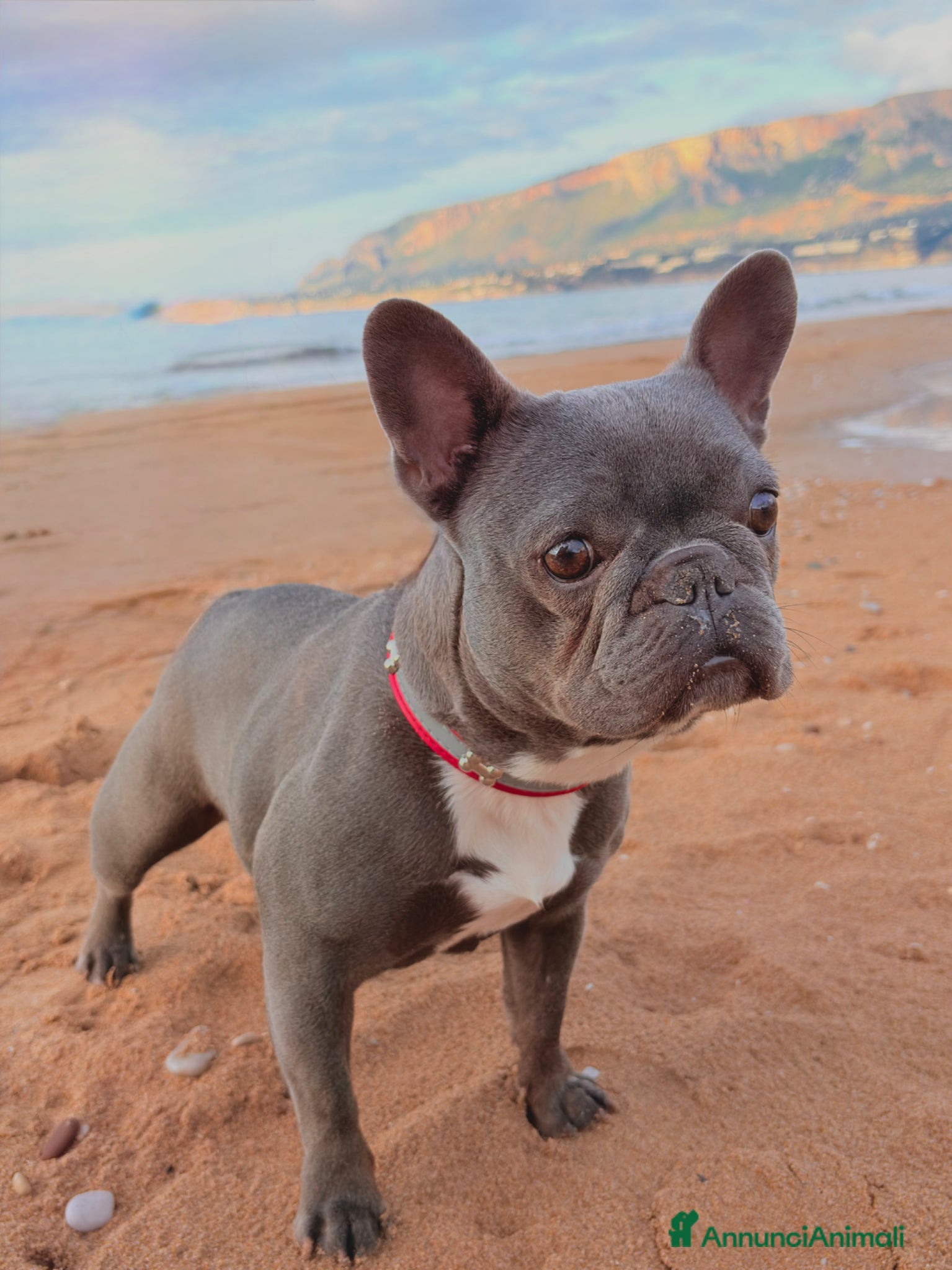 Bulldog Francese cani Bulldogue francese  - Annuncio 1